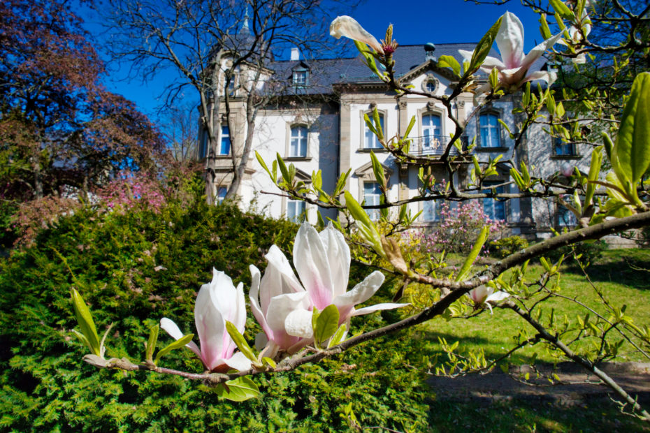 magnolie kwitnące w ogrodzie muzealnym a w tle willa