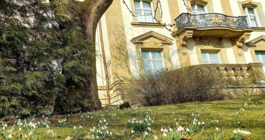 przebiśniegi kwitnące na trawniku w ogrodzie muzealnym